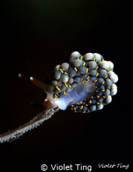 love the shape of this nudi by Violet Ting 